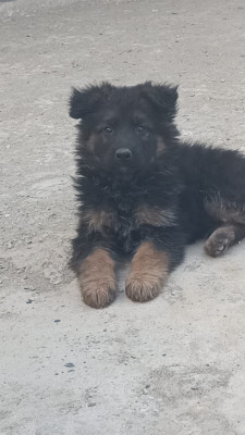 Oreo Vom ATTOCK GSD