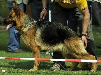 Afra del Seprio