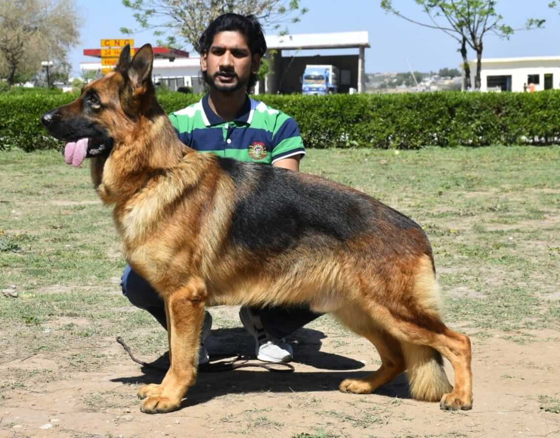 Barru vom Team Sahiwalian