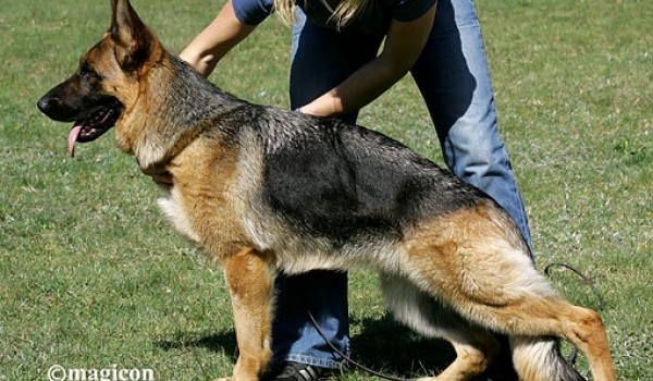 Xoxi vom Frankengold