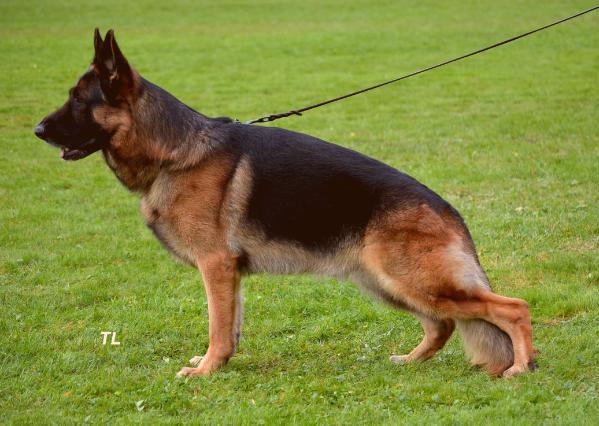 De Orse Mak Flai Ekiman 