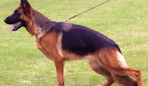 Tinkie vom Kirschental