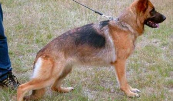 Zala vom Butjenter Land