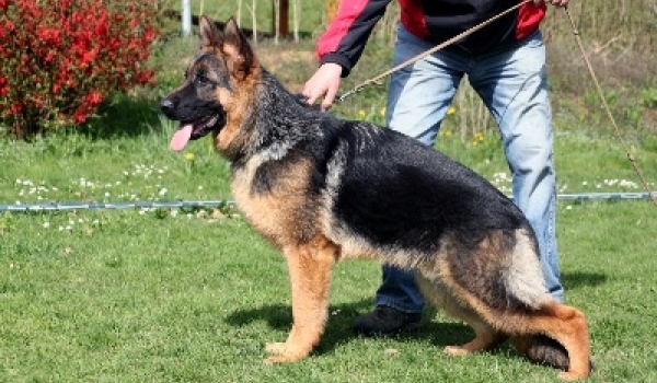 Etoo von Wendelsheim