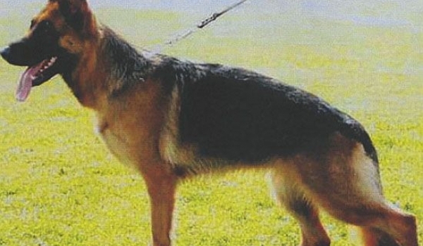 Xantia vom Elzmundungsraum