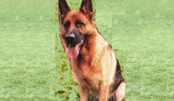 Zahira vom Kapellenberg