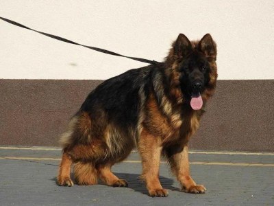 Cavani Saperi Fidelis 