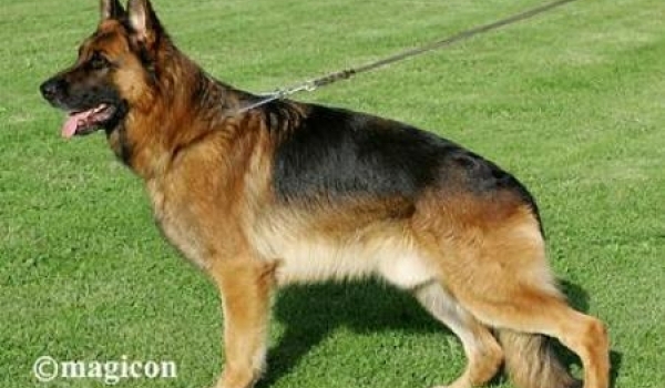 Wilko vom Fichtenschlag