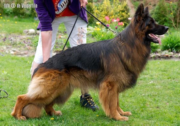 Grisu vom Frankengold