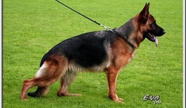 Oduscha von der Rieser Perle