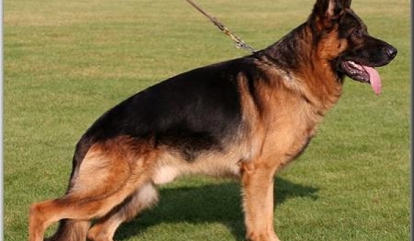 Bruno von Vierhundert Hertz