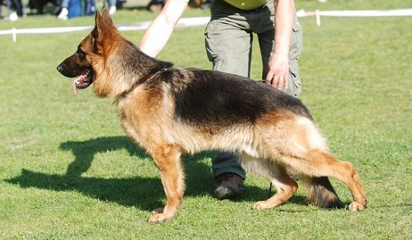 Matscho vom Zellwaldrand