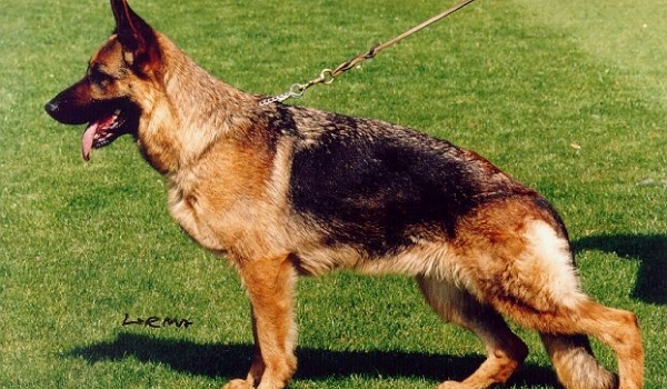 Wendrina von der Kahler Heide