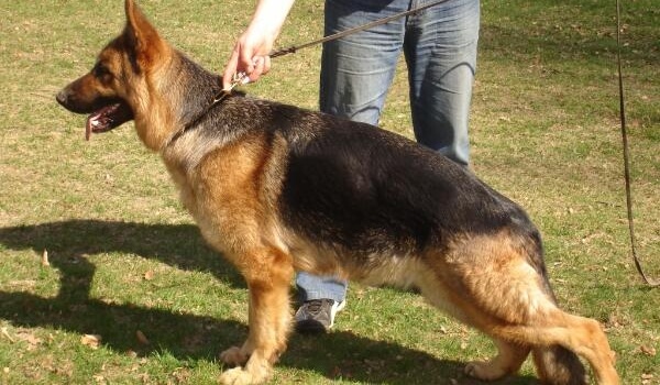 Norga vom Hylligen-Born