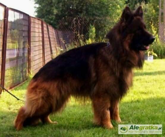 YUKON ze Skalnego Wzgorza