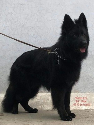 STORM iz Kahovskogo Berega (FCI)