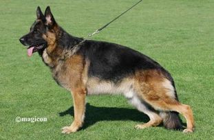 Farus des Meilleurs Sangs