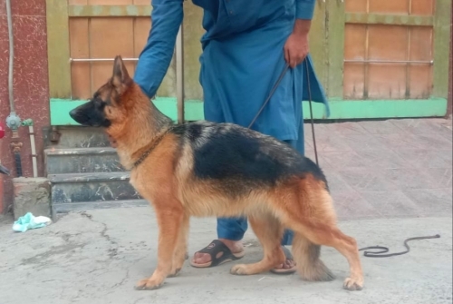 Karinka vom Red Lion