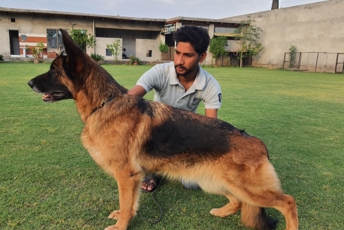 Saphira vom Externstein