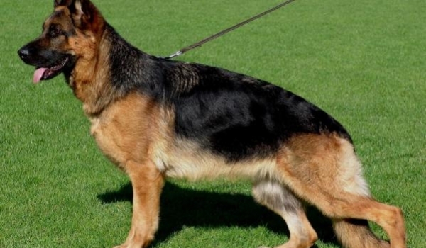 Anka vom Osterberger-Tal