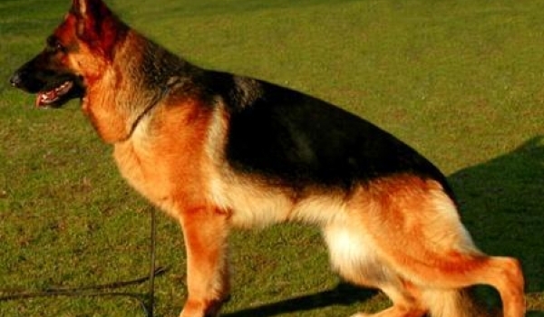 Wenke von der Emsaue