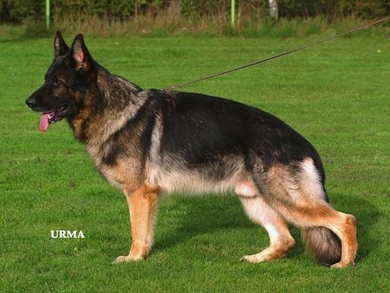 Timo vom Berrekasten