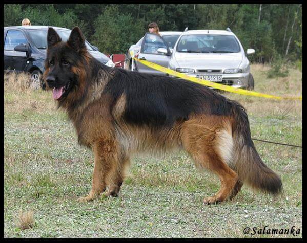 Tux vom Fichtenschlag