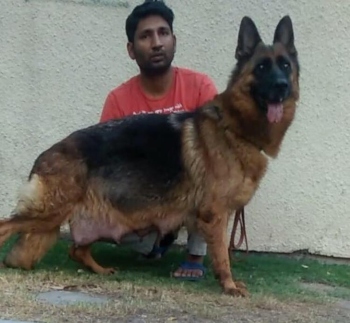 Didi vom Hamsam Martin Pur