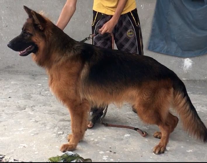 Bahloo Vom Kashmir Lillbox Kennel