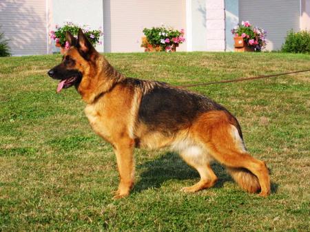 Tendrina de la Ferme Malgre L'eau