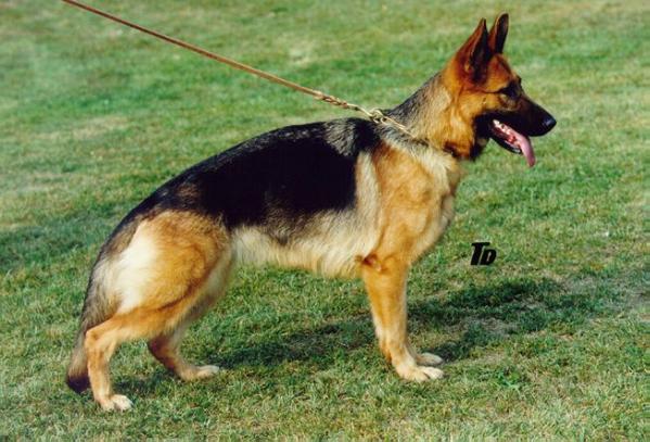 Othalie du Domaine des Flandres