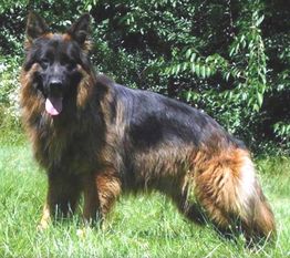 Joschi vom Schwarzwald