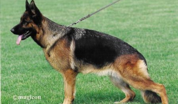 Negus vom Holtkämper See