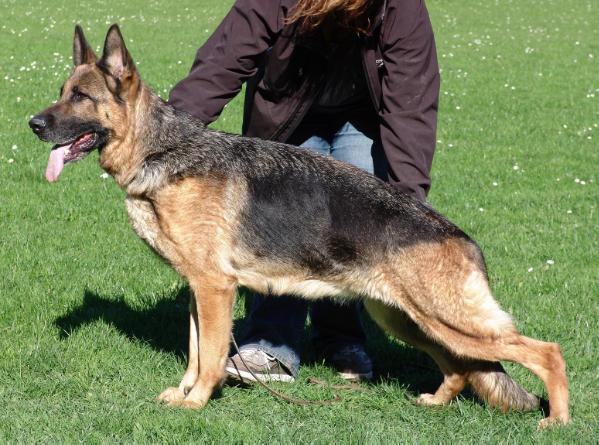 Watschenka de Intercanina