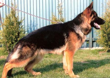 Donna vom Bauhofer-Land