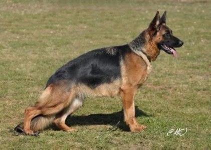 Qenta vom Kirschental