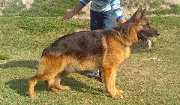 Taurus vom Wolkenstein