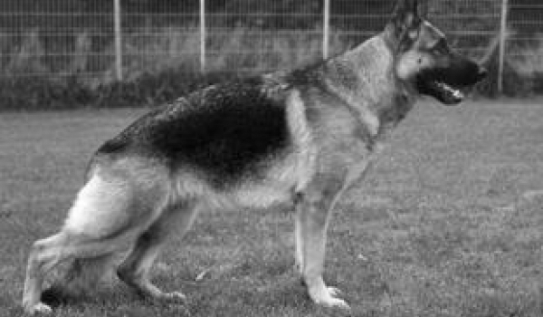 Pagira von den Maibuchen