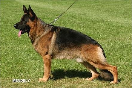 Kalli von der Werther-Muhle