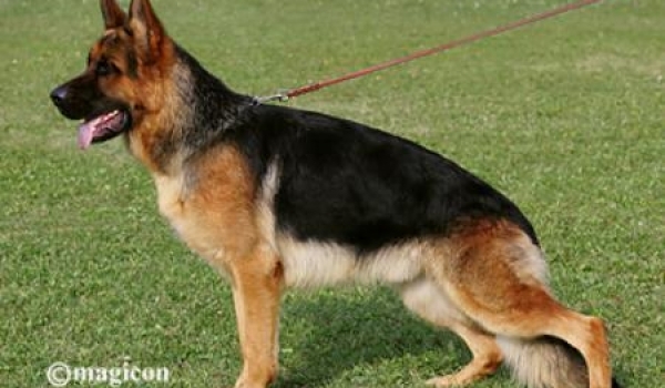 Arex I von Panoniansee