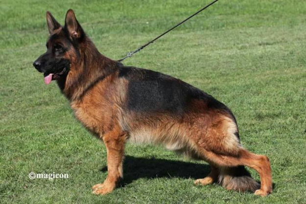 Lucka von Buchenland