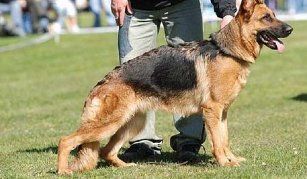 Vivian vom Zellwaldrand