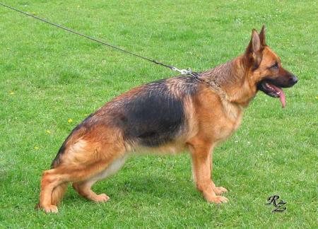 Waldorana vom Lutschetal