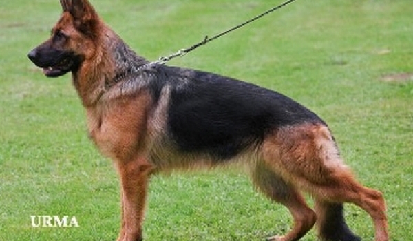 Ronda vom Fichtenschlag