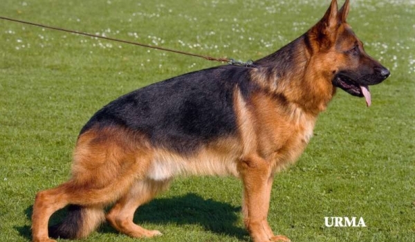 Panjo vom Kirschental