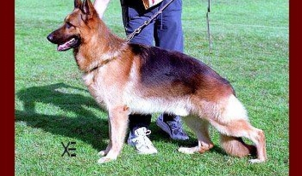 Orson de Turia Drimas