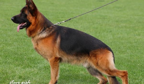 Apollo vom Westervenn