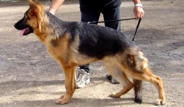 Imre von der Furstenkrone