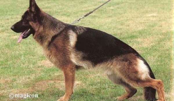 Hunter von der Plassenburg