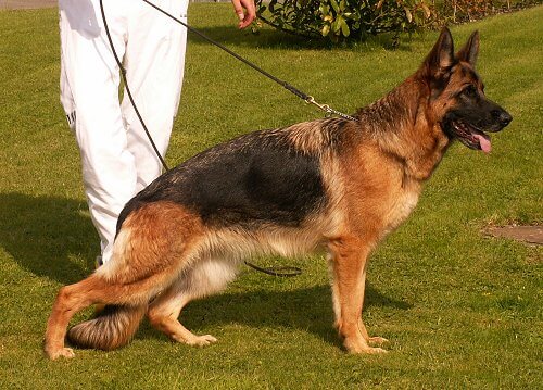 Zoe von den Maibuchen